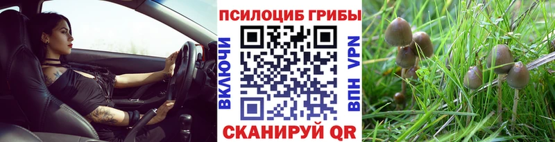 Псилоцибиновые грибы Psilocybe Себеж